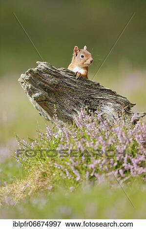 Eurasian Red Squirrel (Sciurus vulgaris), Scotland, United Kingdom, Europe View Large Photo Image Stock Photo - Eurasian Red Squirrel (Sciurus vulgaris), Scotland, United Kingdom, Europe. Fotosearch