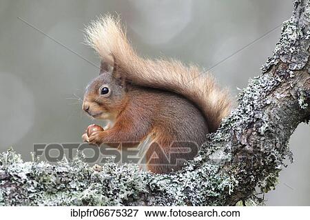 Stock Photo - Eurasian red squirrel (Sciurus vulgaris), Eurasian Red Squirrel, Cairngorms NP, Scotland, Great Britain. Fotosearch