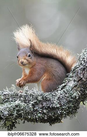 Stock Photo - Eurasian red squirrel (Sciurus vulgaris), Eurasian Red Squirrel, Cairngorms NP, Scotland, Great Britain. Fotosearch