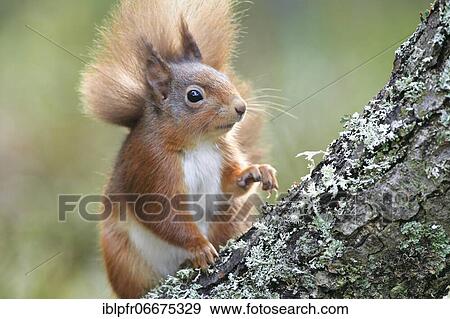 Eurasian red squirrel (Sciurus vulgaris), Eurasian Red Squirrel, Cairngorms NP, Scotland, Great Britain View Large Photo Image Stock Photo - Eurasian red squirrel (Sciurus vulgaris), Eurasian Red Squirrel, Cairngorms NP, Scotland, Great Britain. Fotosearch