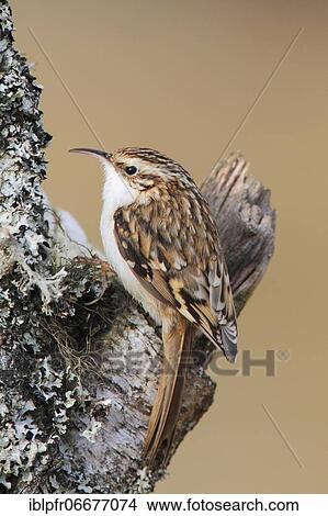 Picture - Eurasian Treecreeper ( Certhia familiaris) Scotland, Great Britain. Fotosearch