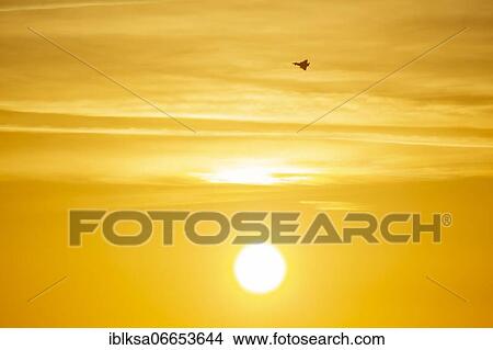 Eurofighter Typhoon aircraft in flight of the Royal air force at sunset, Lincolnshire, England, United Kingdom, Europe View Large Photo Image Picture - Eurofighter Typhoon aircraft in flight of the Royal air force at sunset, Lincolnshire, England, United Kingdom, Europe. Fotosearch