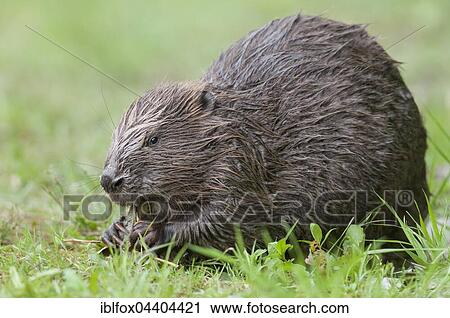 European beaver (Castor fiber) eats a willow branch, Tyrol, Austria, Europe View Large Photo Image Stock Image - European beaver (Castor fiber) eats a willow branch, Tyrol, Austria, Europe. Fotosearch