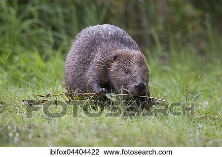 European beaver (Castor fiber) eats a willow branch, Tyrol, Austria, Europe View Large Photo Image Stock Image - European beaver (Castor fiber) eats a willow branch, Tyrol, Austria, Europe. Fotosearch