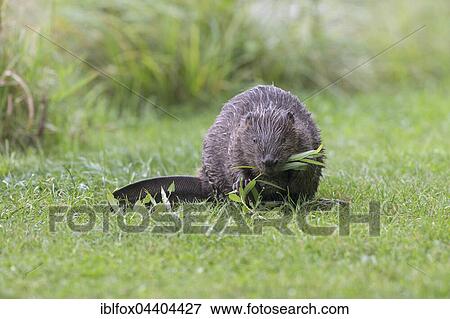 European beaver (Castor fiber) eats a willow branch, Tyrol, Austria, Europe View Large Photo Image Stock Photo - European beaver (Castor fiber) eats a willow branch, Tyrol, Austria, Europe. Fotosearch