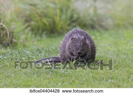 European beaver (Castor fiber) eats a willow branch, Tyrol, Austria; Europe View Large Photo Image Stock Photo - European beaver (Castor fiber) eats a willow branch, Tyrol, Austria; Europe. Fotosearch