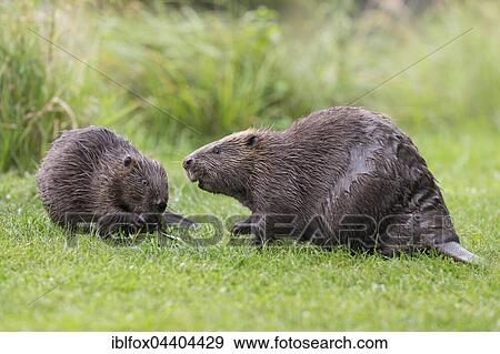 European beaver (Castor fiber) with juvenile, Tyrol, Austria, Europe View Large Photo Image Stock Photo - European beaver (Castor fiber) with juvenile, Tyrol, Austria, Europe. Fotosearch