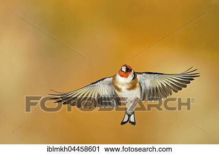 Stock Image - European goldfinch (Carduelis carduelis) in flight, Germany, Europe. Fotosearch