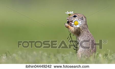 European ground squirrel (Spermophilus citellus) with daisies, Kiskunság National Park, Hungary, Europe View Large Photo Image Stock Image - European ground squirrel (Spermophilus citellus) with daisies, Kiskunság National Park, Hungary, Europe. Fotosearch