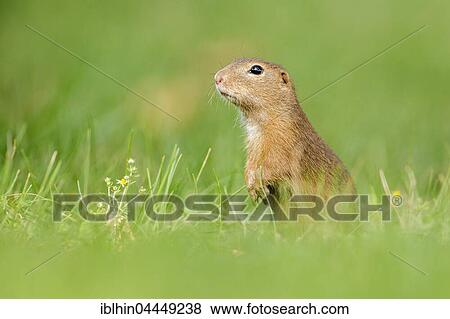 European ground squirrel (Spermophilus citellus) in grass, Kiskunság National Park, Hungary, Europe View Large Photo Image Stock Photo - European ground squirrel (Spermophilus citellus) in grass, Kiskunság National Park, Hungary, Europe. Fotosearch