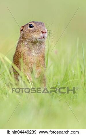 European ground squirrel (Spermophilus citellus) in grass, Kiskunság National Park, Hungary, Europe View Large Photo Image Stock Photo - European ground squirrel (Spermophilus citellus) in grass, Kiskunság National Park, Hungary, Europe. Fotosearch