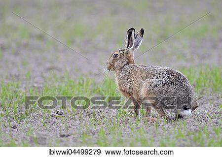 Stock Photo - European hare (Lepus europaeus) on a grainfield, Texel Island, The Netherlands, Europe. Fotosearch