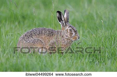 European hare (Lepus europaeus) on green meadow, The Netherlands, Europe View Large Photo Image Picture - European hare (Lepus europaeus) on green meadow, The Netherlands, Europe. Fotosearch