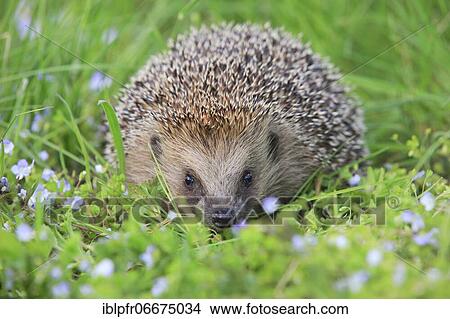 Picture - European hedgehog (Erinaceus europaeus), Switzerland, Europe. Fotosearch