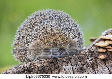 Stock Image - European hedgehog (Erinaceus europaeus), Switzerland, Europe. Fotosearch