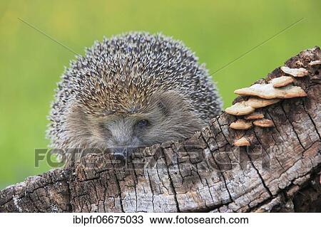 Stock Image - European hedgehog (Erinaceus europaeus), Switzerland, Europe. Fotosearch