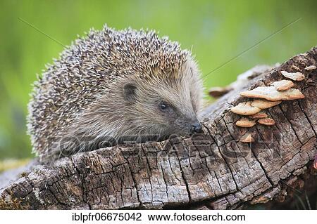 Stock Image - European hedgehog (Erinaceus europaeus), Switzerland, Europe. Fotosearch