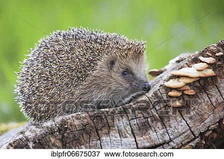 European hedgehog (Erinaceus europaeus), Switzerland, Europe View Large Photo Image Stock Photo - European hedgehog (Erinaceus europaeus), Switzerland, Europe. Fotosearch