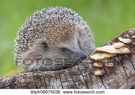 European hedgehog (Erinaceus europaeus), Switzerland, Europe View Large Photo Image Stock Photograph - European hedgehog (Erinaceus europaeus), Switzerland, Europe. Fotosearch