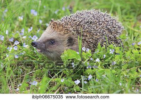 Stock Photography - European hedgehog (Erinaceus europaeus), Switzerland, Europe. Fotosearch