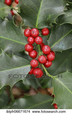 European holly in the forest View Large Photo Image Picture - European holly in the forest. Fotosearch