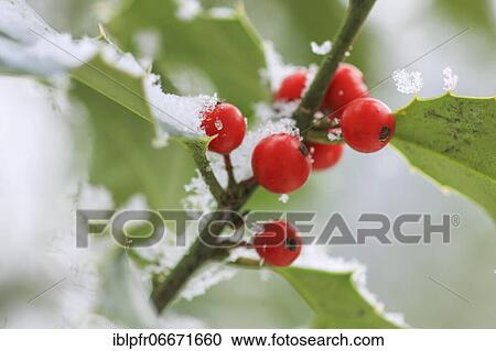 European holly in the forest View Large Photo Image Stock Image - European holly in the forest. Fotosearch