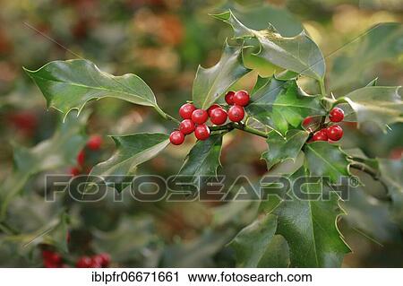 Stock Image - European holly in the forest. Fotosearch