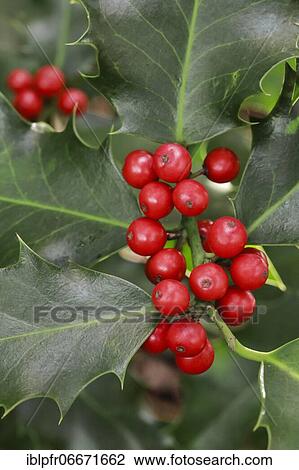 European holly in the forest View Large Photo Image Stock Image - European holly in the forest. Fotosearch