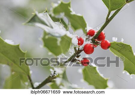 European holly in the forest View Large Photo Image Stock Photo - European holly in the forest. Fotosearch