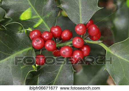 European holly in the forest View Large Photo Image Stock Photo - European holly in the forest. Fotosearch