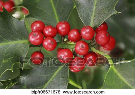European holly in the forest View Large Photo Image Stock Photo - European holly in the forest. Fotosearch