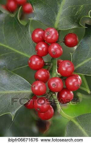 European holly in the forest View Large Photo Image Stock Photograph - European holly in the forest. Fotosearch