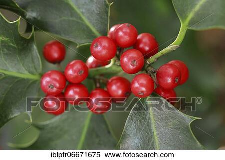 European holly in the forest View Large Photo Image Stock Photography - European holly in the forest. Fotosearch