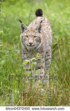 European lynx (Lynx lynx), Bavaria, Germany, Europe View Large Photo Image Stock Image - European lynx (Lynx lynx), Bavaria, Germany, Europe. Fotosearch