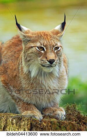 European lynx (Lynx lynx), captive View Large Photo Image Stock Image - European lynx (Lynx lynx), captive. Fotosearch