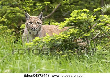 European lynx (Lynx lynx) in the high grass, captive, Bavaria, Germany, Europe View Large Photo Image Stock Image - European lynx (Lynx lynx) in the high grass, captive, Bavaria, Germany, Europe. Fotosearch