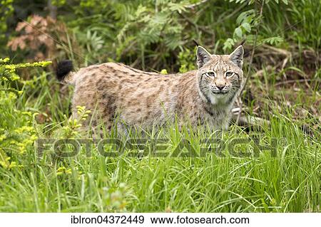 Stock Photo - European lynx (Lynx lynx) in the high grass, Bavaria, Germany, Europe. Fotosearch