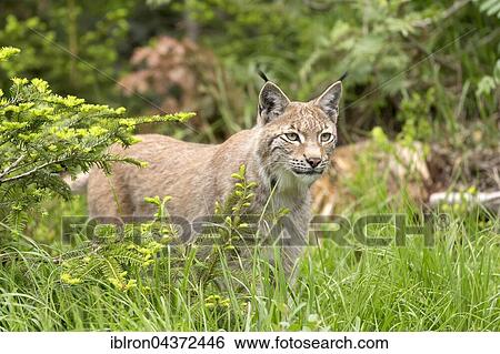 European lynx (Lynx lynx) in the high grass, captive, Bavaria, Germany, Europe View Large Photo Image Stock Photograph - European lynx (Lynx lynx) in the high grass, captive, Bavaria, Germany, Europe. Fotosearch