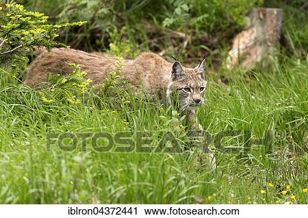 Stock Image - European lynx (Lynx lynx) stalking in the high grass, Bavaria, Germany, Europe. Fotosearch