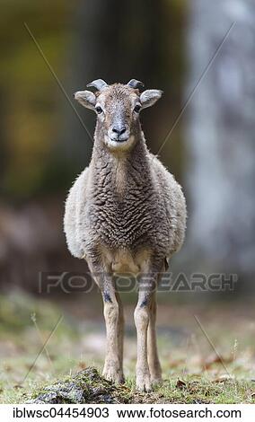 European mouflon (Ovis orientalis musimon), juvenile, Vulkaneifel, Eifel, Rhineland-Palatinate, Germany, Europe View Large Photo Image Stock Image - European mouflon (Ovis orientalis musimon), juvenile, Vulkaneifel, Eifel, Rhineland-Palatinate, Germany, Europe. Fotosearch
