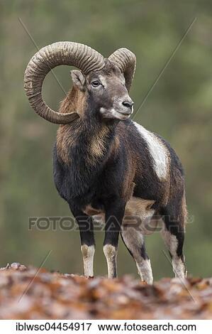 European mouflon (Ovis orientalis musimon) standing in autumn foliage, Vulkaneifel, Eifel, Rhineland-Palatinate, Germany, Europe View Large Photo Image Stock Photo - European mouflon (Ovis orientalis musimon) standing in autumn foliage, Vulkaneifel, Eifel, Rhineland-Palatinate, Germany, Europe. Fotosearch