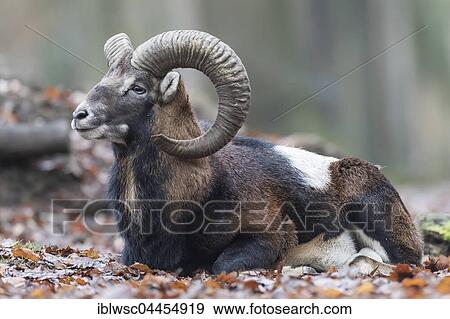 European mouflon (Ovis orientalis musimon) lying in autumn foliage, Vulkaneifel, Eifel, Rhineland-Palatinate, Germany, Europe View Large Photo Image Stock Photo - European mouflon (Ovis orientalis musimon) lying in autumn foliage, Vulkaneifel, Eifel, Rhineland-Palatinate, Germany, Europe. Fotosearch