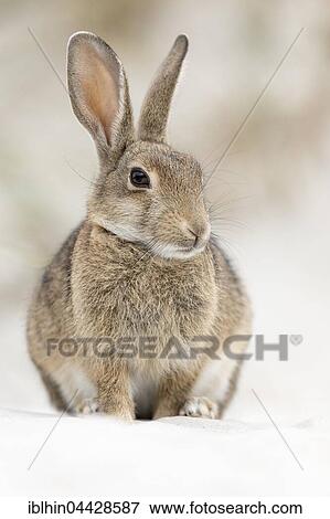 Stock Photo - European or common rabbit (Oryctolagus cuniculus), buck on Baltic Sea dunes, Mecklenburg-Western Pomerania, Germany, Europe. Fotosearch