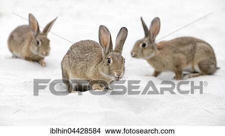 European or common rabbits (Oryctolagus cuniculus) on Baltic Sea dunes, Mecklenburg-Western Pomerania, Germany, Europe View Large Photo Image Picture - European or common rabbits (Oryctolagus cuniculus) on Baltic Sea dunes, Mecklenburg-Western Pomerania, Germany, Europe. Fotosearch