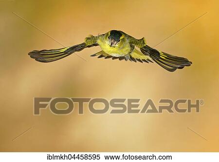 European or common siskin (Carduelis spinus) in flight, Germany, Europe View Large Photo Image Stock Photography - European or common siskin (Carduelis spinus) in flight, Germany, Europe. Fotosearch