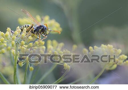 European paper wasp (Polistes dominula) on flowers of spice fennel (Foeniculum vulgare), Germany, Europe View Large Photo Image Stock Photo - European paper wasp (Polistes dominula) on flowers of spice fennel (Foeniculum vulgare), Germany, Europe. Fotosearch