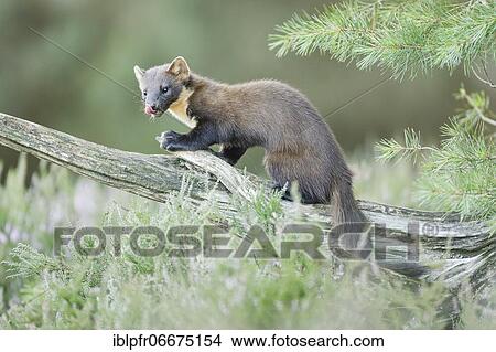 European pine marten (Martes martes) View Large Photo Image Picture - European pine marten (Martes martes). Fotosearch
