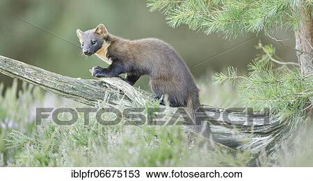 European pine marten (Martes martes) View Large Photo Image Stock Image - European pine marten (Martes martes). Fotosearch