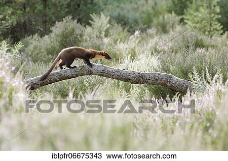 European pine marten (Martes martes) View Large Photo Image Stock Image - European pine marten (Martes martes). Fotosearch