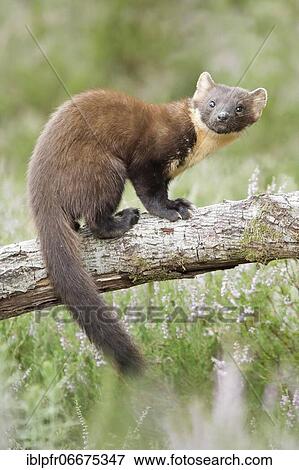 Stock Photo - European pine marten (Martes martes). Fotosearch